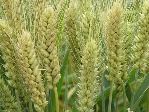 導(dǎo)致小麥種子脫粒機(jī)安全隱患的那些問(wèn)題